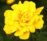 Close-up of a vibrant yellow marigold flower in full bloom, showcasing its detailed petals.